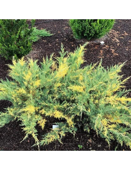 Blue and Gold Jałowiec Pfitzera Juniperus pfitzeriana