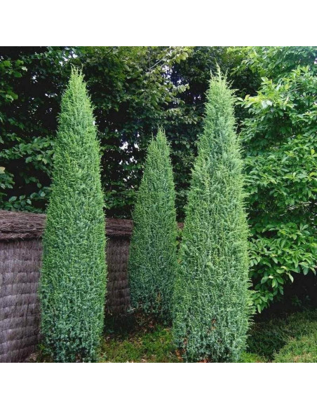 Jałowiec pospolity Suecisa Nana Juniperus communis