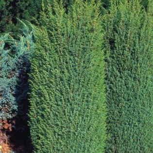 Jałowiec pospolity Suecisa Nana Juniperus communis 2