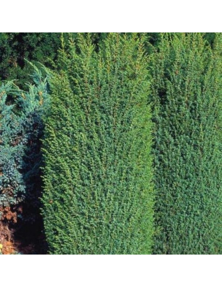 Juniperus communis Jałowiec pospolity Suecisa Nana