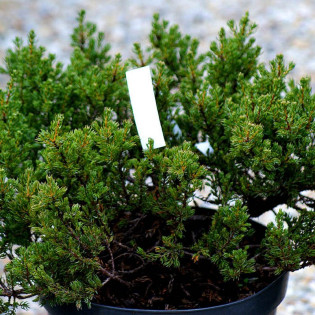 Jałowiec pospolity Anna Maria Juniperus communis