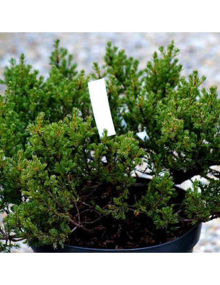 Jałowiec pospolity Anna Maria Juniperus communis