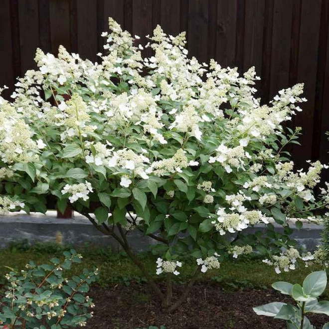 Kyushu Hortensja bukietowa Hydrangea paniculata