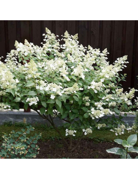 Kyushu Hortensja bukietowa Hydrangea paniculata