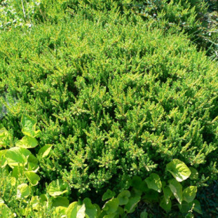 Jałowiec pospolity Anna Maria Juniperus communis 2