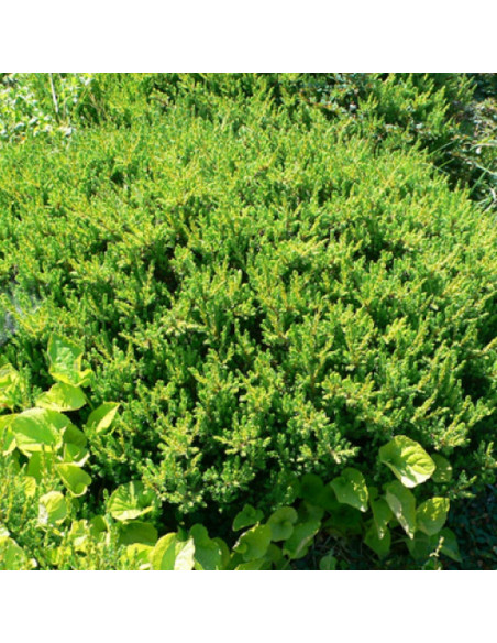 Juniperus communis Jałowiec pospolity Anna Maria