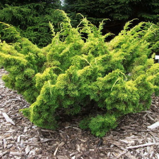 Jałowiec chiński Plumosa Aurea Juniperus chinensis