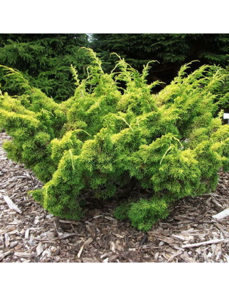 Jałowiec chiński Plumosa Aurea Juniperus chinensis