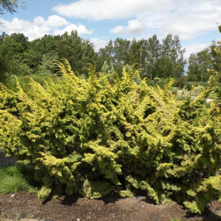 Jałowiec chiński Plumosa Aurea Juniperus chinensis 2