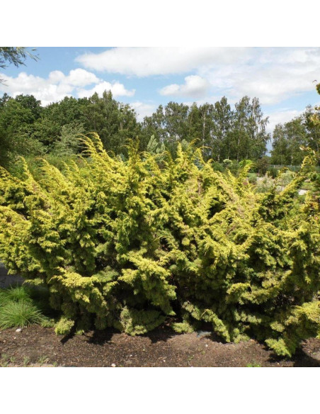 Juniperus chinensis Jałowiec chiński Plumosa Aurea
