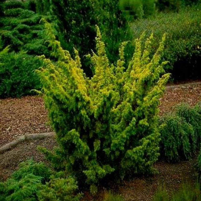Plumosa Aurea Jałowiec chiński Juniperus chinensis Plumosa Aurea Jałowiec chiński Juniperus chinensis