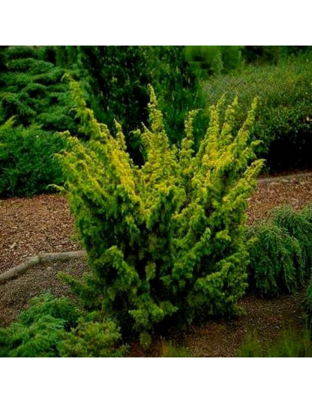 Plumosa Aurea Jałowiec chiński Juniperus chinensis