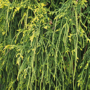 Chamaecyparis pisifera Cyprysik groszkowy Nana