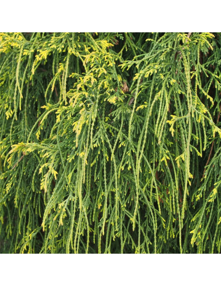 Chamaecyparis pisifera Cyprysik groszkowy Nana
