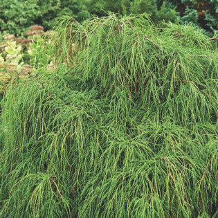 Chamaecyparis pisifera Cyprysik groszkowy Nana 2