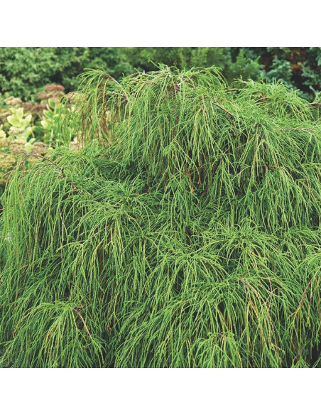 Cyprysik groszkowy Nana Chamaecyparis pisifera