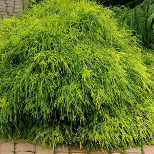 Cyprysik groszkowy Filifera Nana Chamaecyparis pisifera