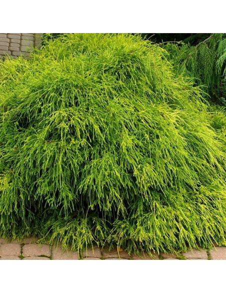 Cyprysik groszkowy Filifera Nana Chamaecyparis pisifera