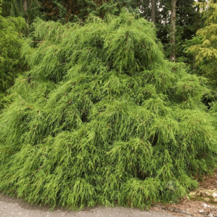 Cyprysik groszkowy Filifera Nana Chamaecyparis pisifera 2