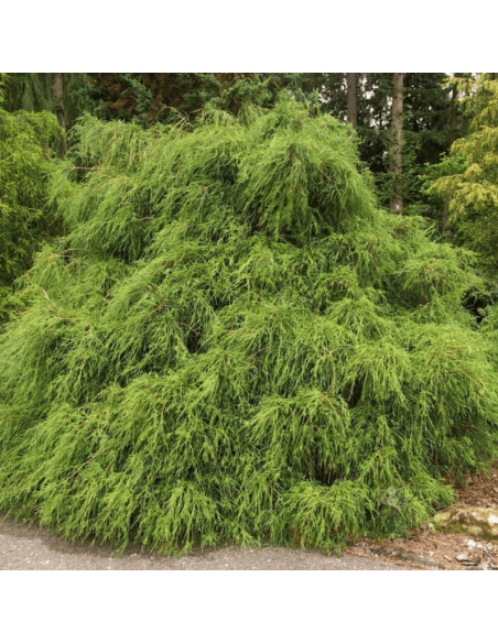 Chamaecyparis pisifera Cyprysik groszkowy Filifera Nana