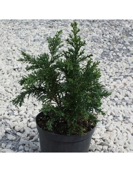 Cyprysik tępołuskowy Drath Chamaecyparis obtusa