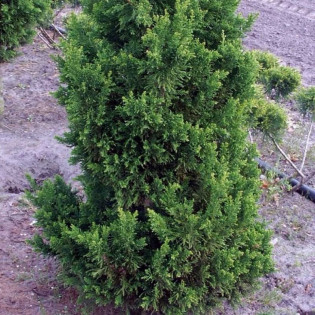 Cyprysik tępołuskowy Drath Chamaecyparis obtusa 2