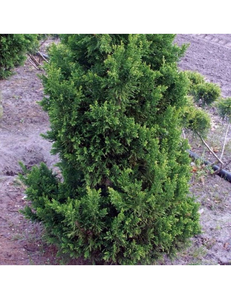 Chamaecyparis obtusa Cyprysik tępołuskowy Drath