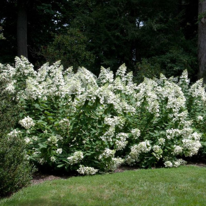 Levana PBR Hortensja bukietowa Hydrangea paniculata