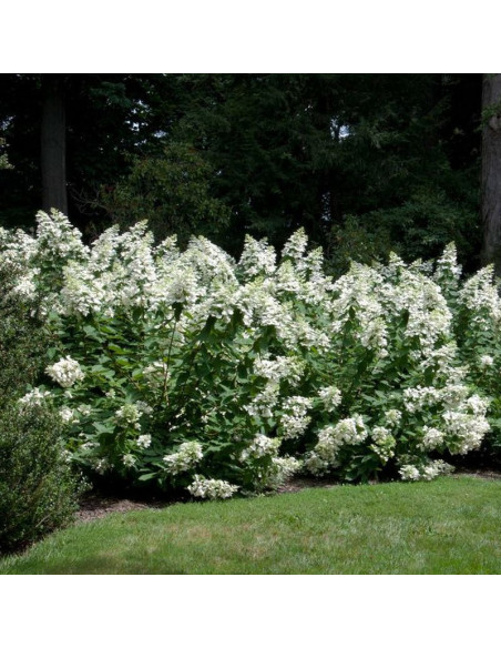 Levana PBR Hortensja bukietowa Hydrangea paniculata