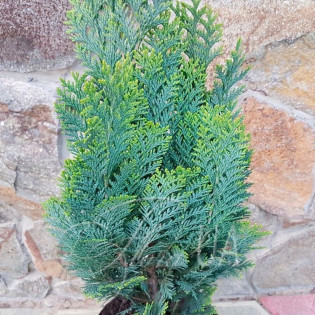 Cyprysik Lawsona White Spot Chamaecyparis lawsoniana