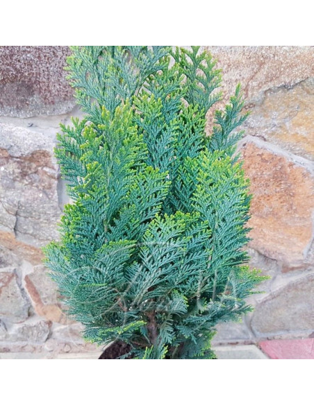 Cyprysik Lawsona White Spot Chamaecyparis lawsoniana