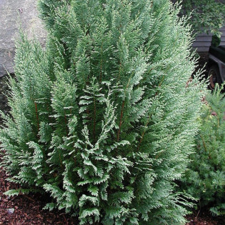 Cyprysik Lawsona White Spot Chamaecyparis lawsoniana 2