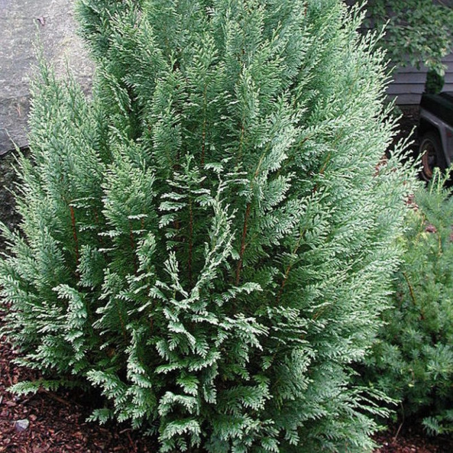 Chamaecyparis lawsoniana Cyprysik Lawsona White Spot Chamaecyparis lawsoniana Cyprysik Lawsona White Spot