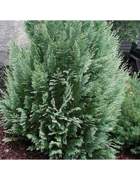 Chamaecyparis lawsoniana Cyprysik Lawsona White Spot