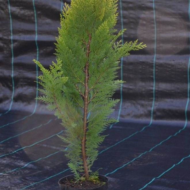 Chamaecyparis lawsoniana Cyprysik Lawsona Stardust Chamaecyparis lawsoniana Cyprysik Lawsona Stardust