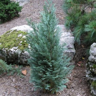 Cyprysik Lawsona Pelt's Blue Chamaecyparis lawsoniana