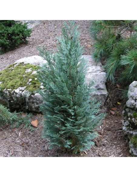 Cyprysik Lawsona Pelt's Blue Chamaecyparis lawsoniana