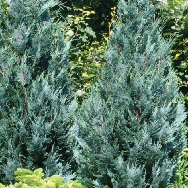 Chamaecyparis lawsoniana Cyprysik Lawsona Pelt's Blue