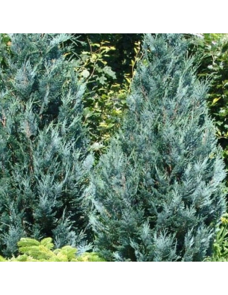 Chamaecyparis lawsoniana Cyprysik Lawsona Pelt's Blue