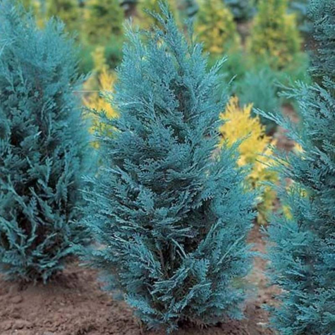 Pelt's Blue Cyprysik Lawsona Chamaecyparis lawsoniana