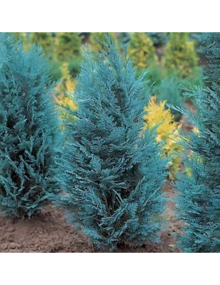 Pelt's Blue Cyprysik Lawsona Chamaecyparis lawsoniana