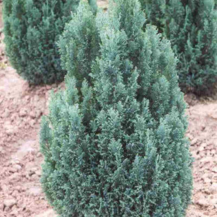 Cyprysik Lawsona Ellwoodii Chamaecyparis lawsoniana 2