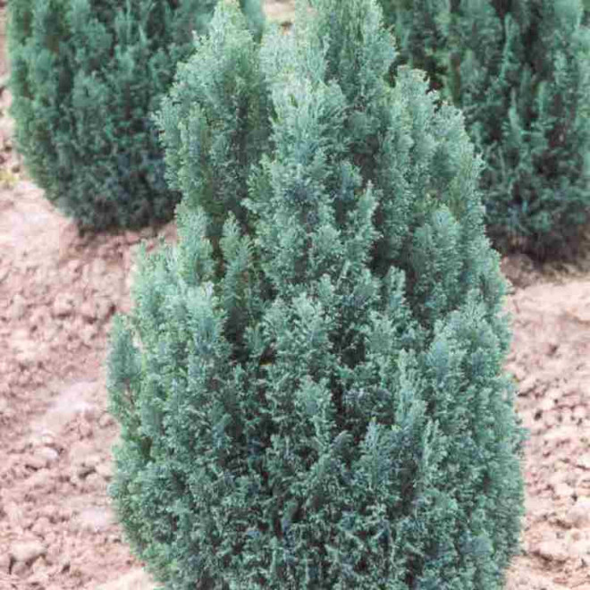 Chamaecyparis lawsoniana Cyprysik Lawsona Ellwoodii Chamaecyparis lawsoniana Cyprysik Lawsona Ellwoodii
