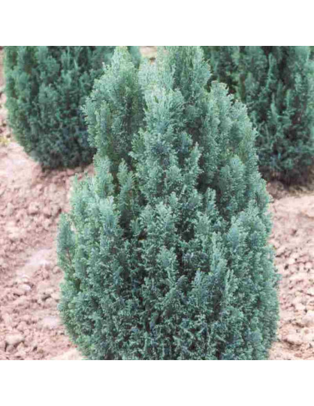 Chamaecyparis lawsoniana Cyprysik Lawsona Ellwoodii