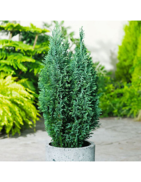 Cyprysik Lawsona Ellwoodii Chamaecyparis lawsoniana