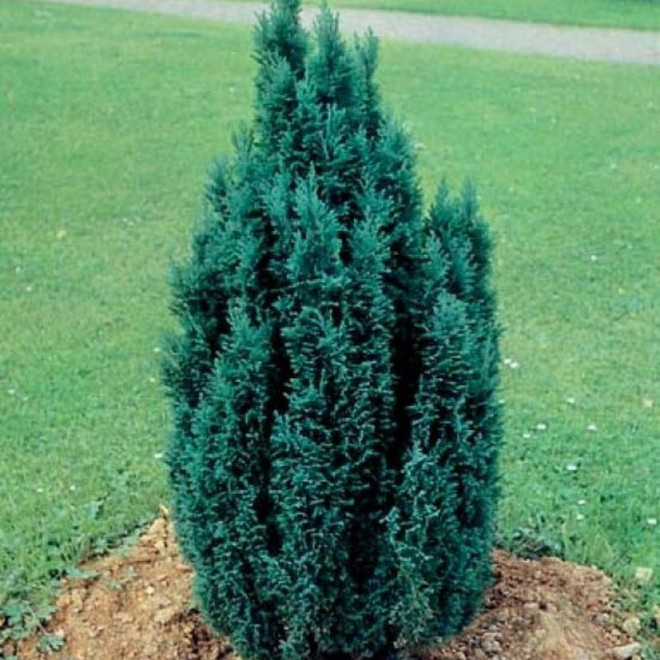 Ellwoodii Cyprysik Lawsona Chamaecyparis lawsoniana Ellwoodii Cyprysik Lawsona Chamaecyparis lawsoniana