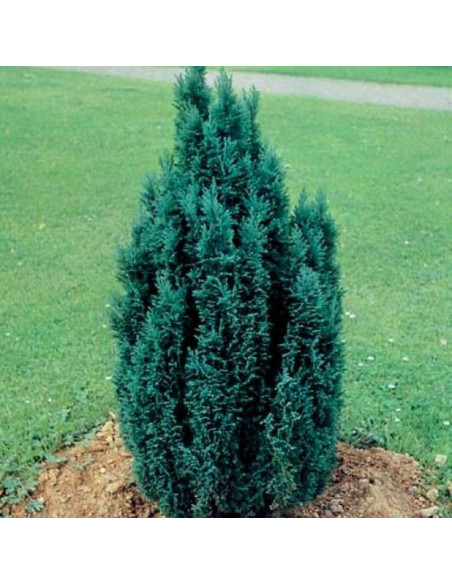 Ellwoodii Cyprysik Lawsona Chamaecyparis lawsoniana