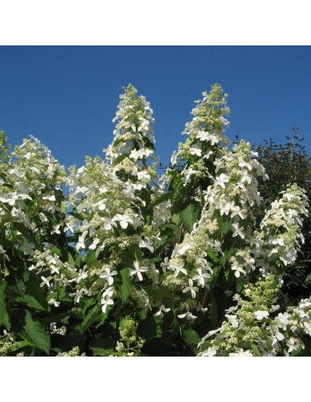 Hortensja bukietowa Levana PBR Hydrangea paniculata