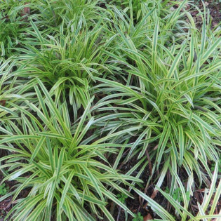 Turzyca Morrowa Goldband Carex morrowii 2