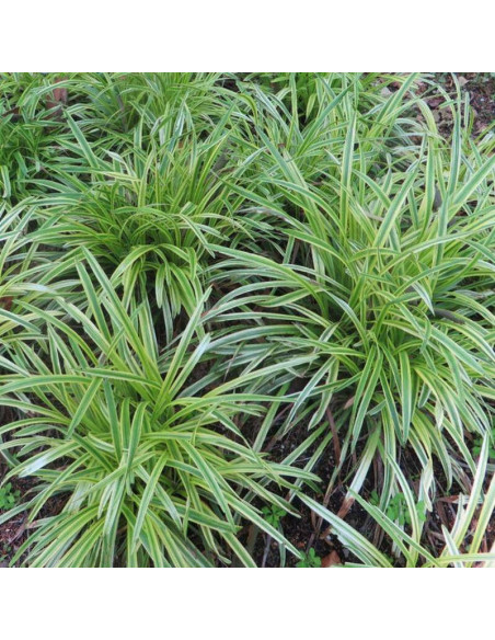 Goldband Carex morrowii Turzyca Morrowa